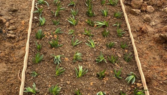 TOPRAK MEZAR HİZMETLERİMİZ